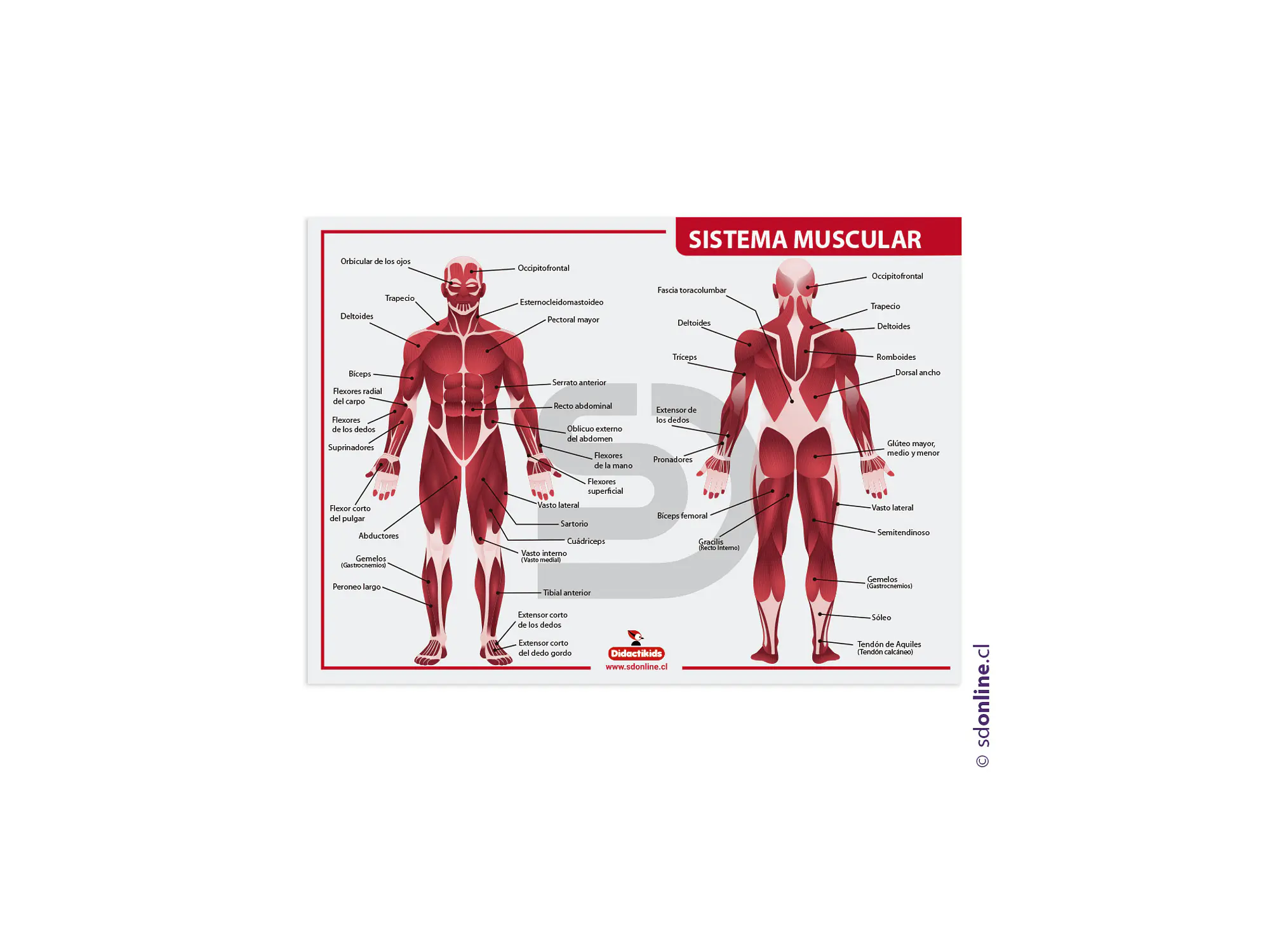 Lámina sistema muscular 1