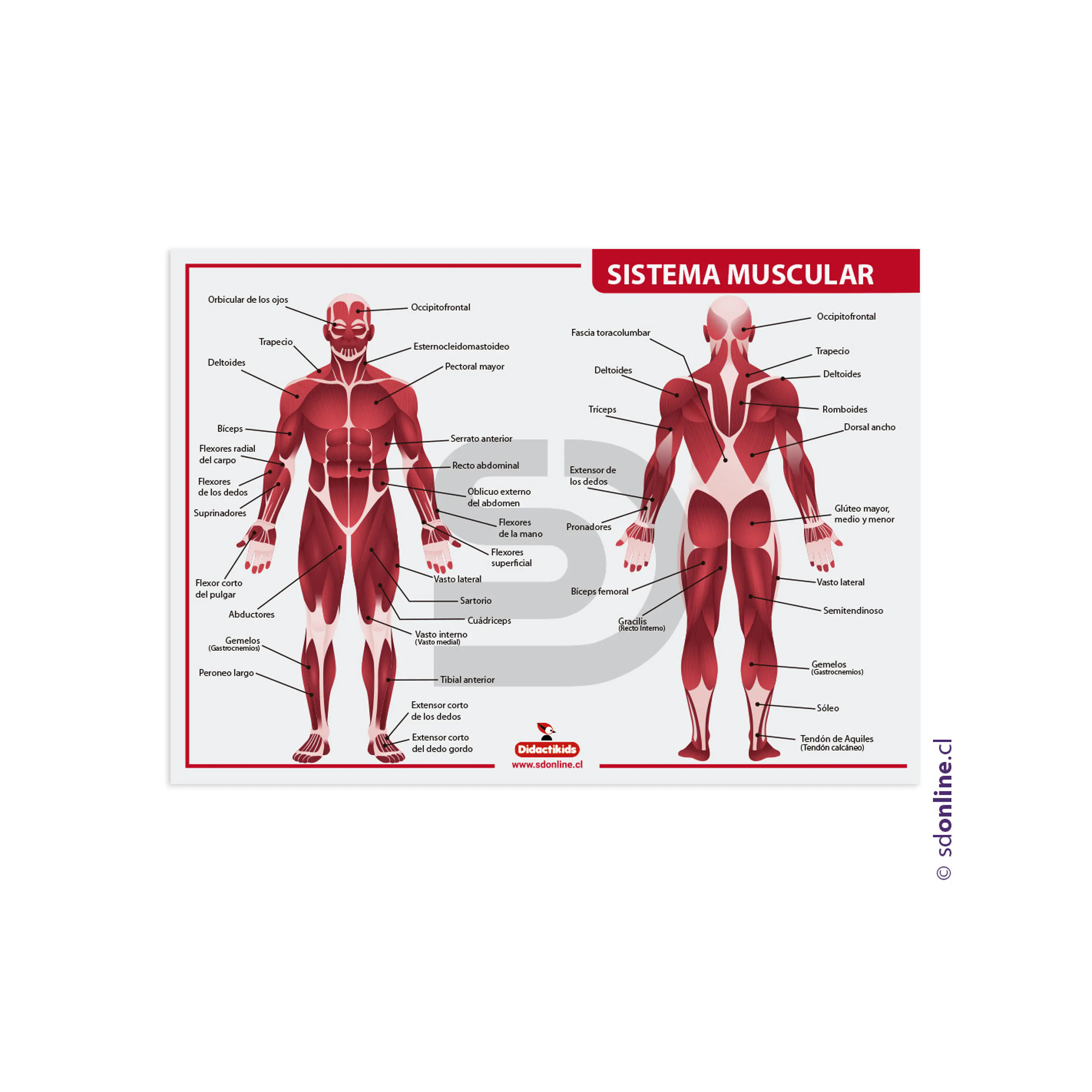 Lámina sistema muscular 1