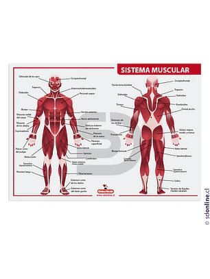 Lámina sistema muscular
