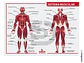 Lámina sistema muscular - Miniatura 1