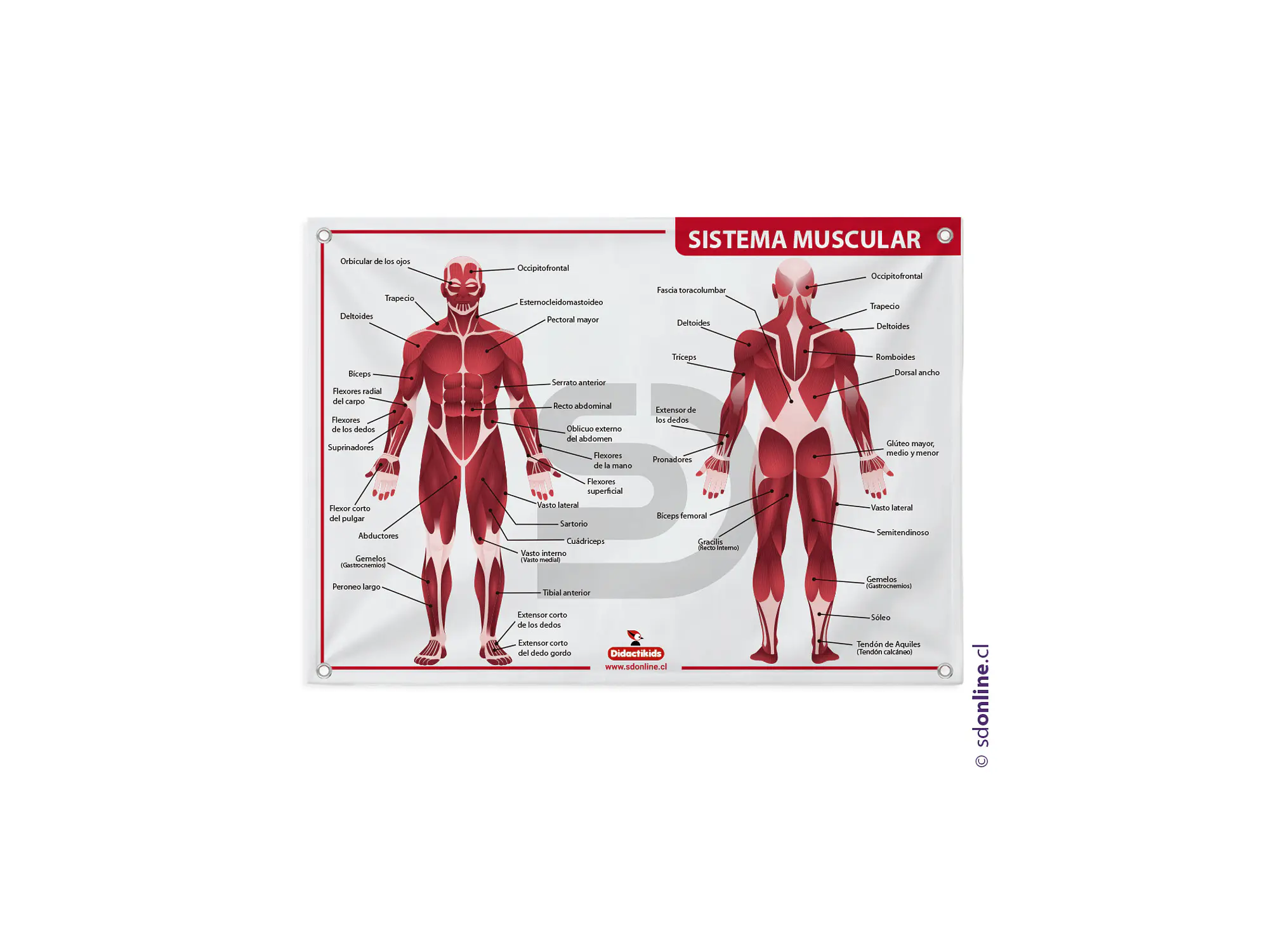 Lámina sistema muscular 2