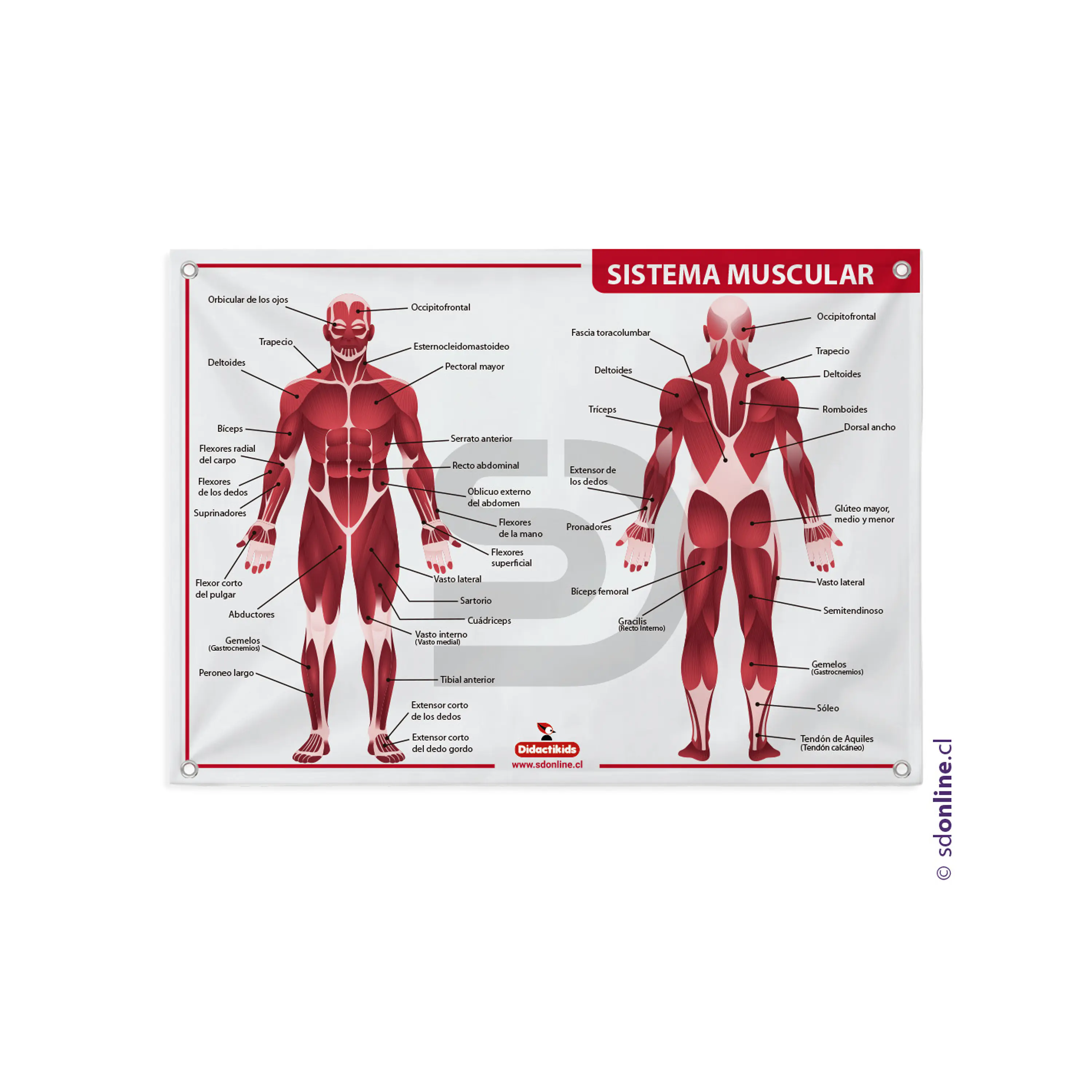 Lámina sistema muscular 2