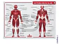 Lámina sistema muscular - Miniatura 2