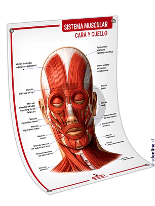 Lámina sistema muscular cabeza y cuello 2 