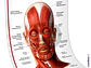 Lámina sistema muscular cabeza y cuello 2  - Miniatura 1