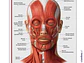 Lámina sistema muscular cabeza y cuello 2  - Miniatura 2