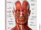 Lámina sistema muscular cabeza y cuello 2  - Miniatura 3