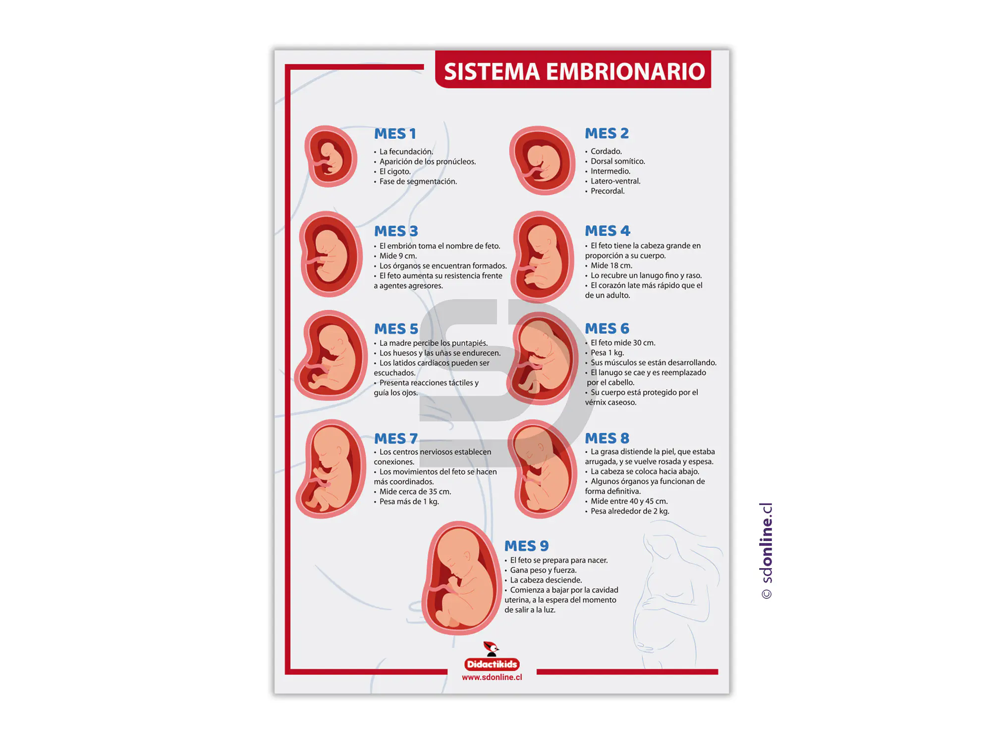 Lámina sistema embrionario 50x70 cm 2