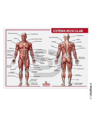 Lámina sistema muscular