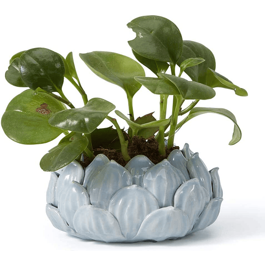 Keramik-Sukkulententöpfe Blumen Indoor Dekorative Ornament Figur Wohnzimmer Moderne Geschenke Design 15cm