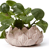 Keramik-Sukkulententöpfe Blumen Indoor Dekorative Ornament Figur Wohnzimmer Moderne Geschenke Design 15cm