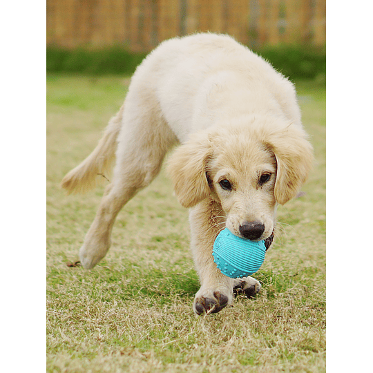 1 peça brinquedo de mastigar de borracha de cor aleatória para animais de estimação