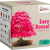 Kit de sementes bonsai, faça crescer o seu próprio bonsai, cultive facilmente 4 tipos de árvores bonsai com o nosso kit para iniciantes, ideia única de presente