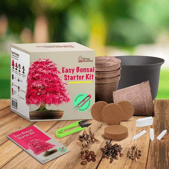 Kit de sementes bonsai, faça crescer o seu próprio bonsai, cultive facilmente 4 tipos de árvores bonsai com o nosso kit para iniciantes, ideia única de presente