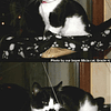 Janela montada rede para gato manta gato, cama pendente animais de estimação ventosas e manta preta para gato perca