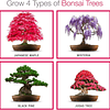 Kit de sementes bonsai, faça crescer o seu próprio bonsai, cultive facilmente 4 tipos de árvores bonsai com o nosso kit para iniciantes, ideia única de presente
