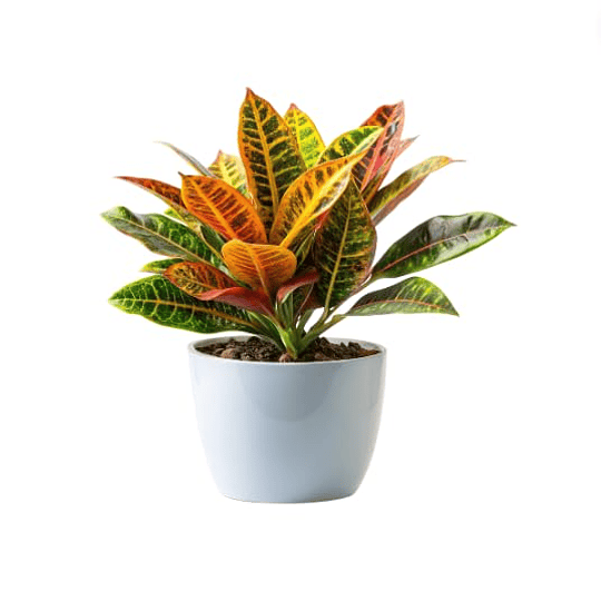 Planta de croton de folhas muito coloridas, ideal para interior e exterior, resistente e fácil de cuidar - vaso de Ø 14 cm