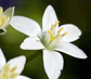 Aromas para Velas  - Miniatura 17