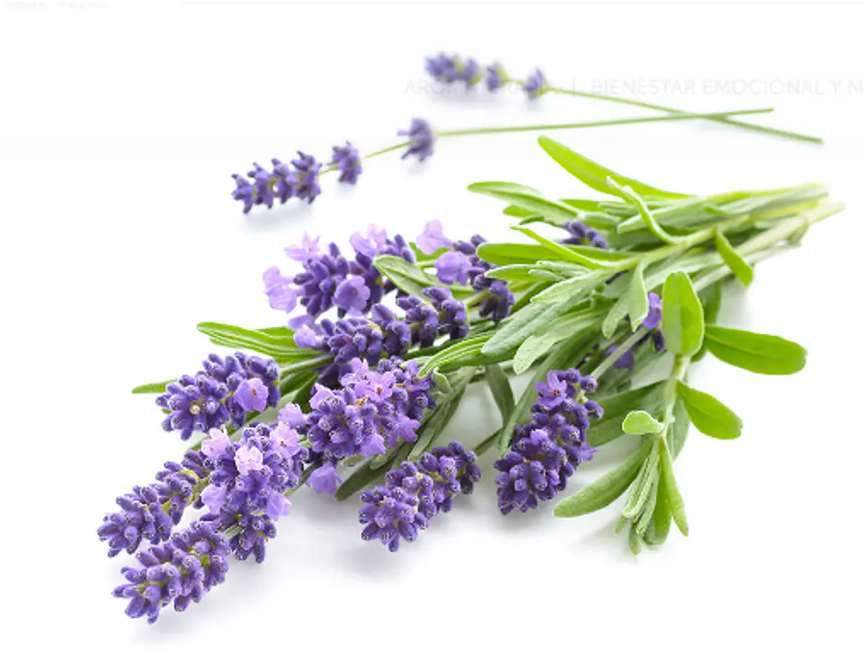 Aromas para Velas  20
