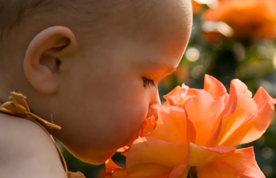 Aromas para Velas  26