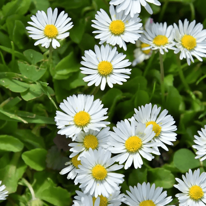 Aroma para Jabón 10 mililitros 13