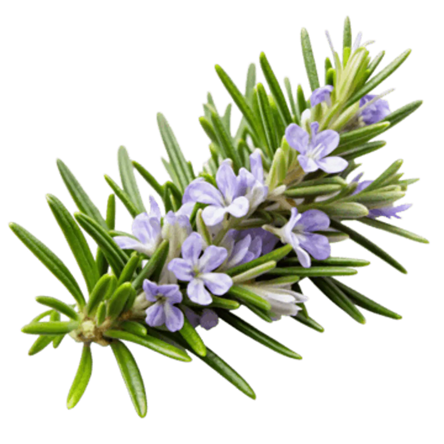 Aroma para Jabón 10  y 30 mililitros 14