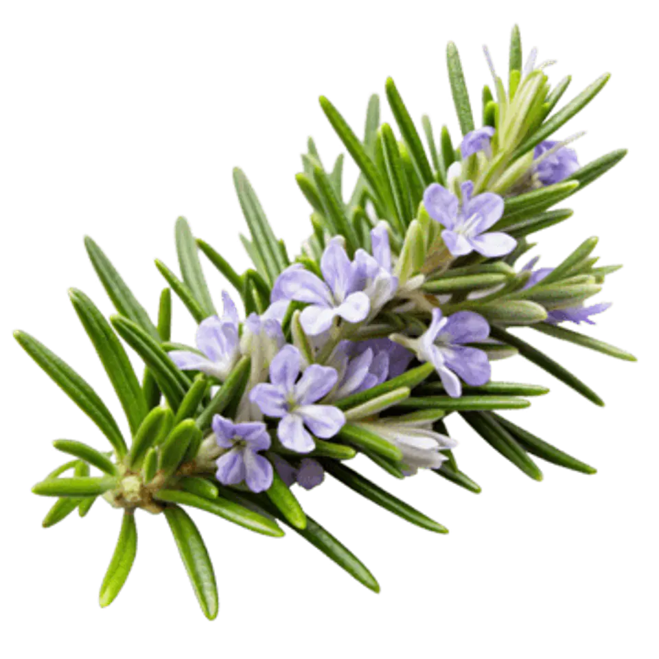 Aroma para Jabón 10  y 30 mililitros 14