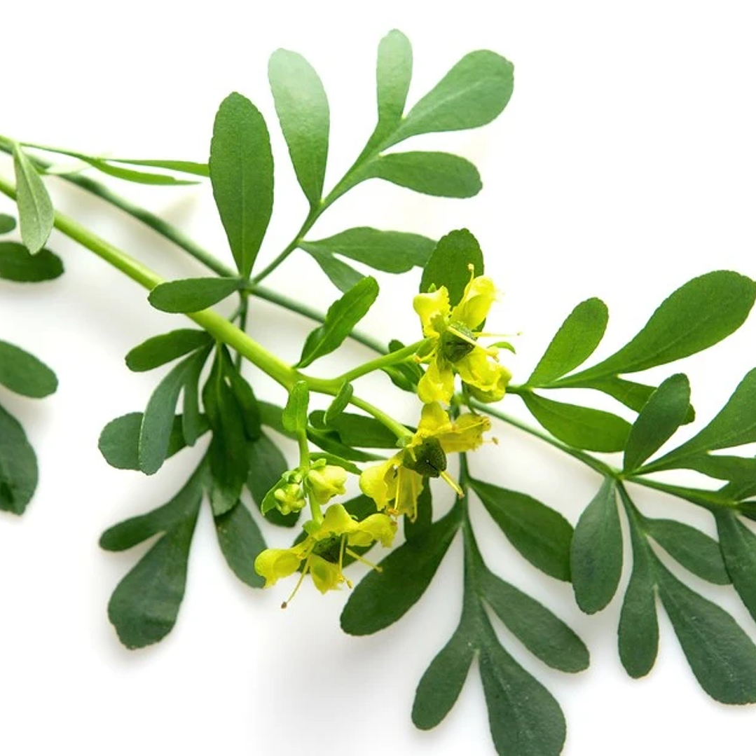 Aroma para Jabón 10 mililitros 15