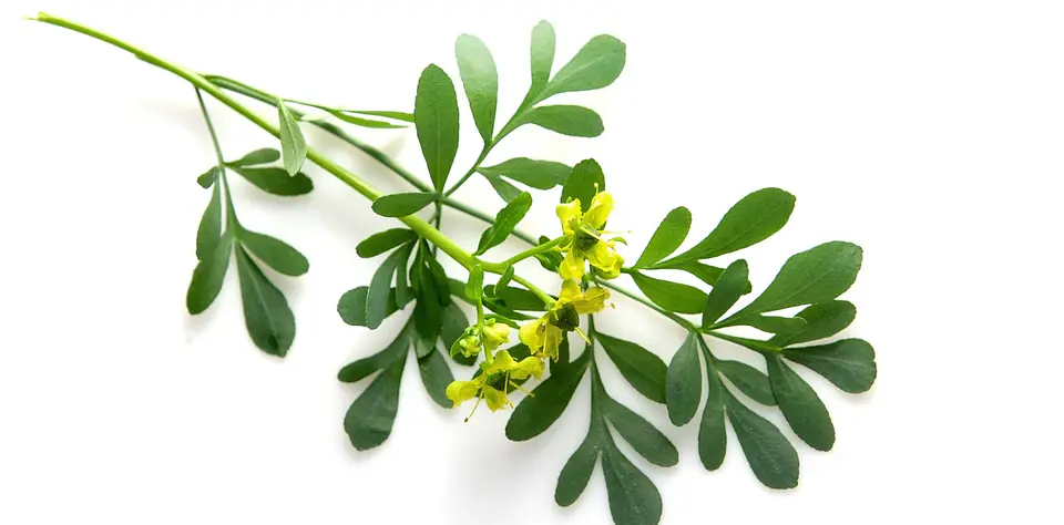 Aroma para Jabón 10  y 30 mililitros 15