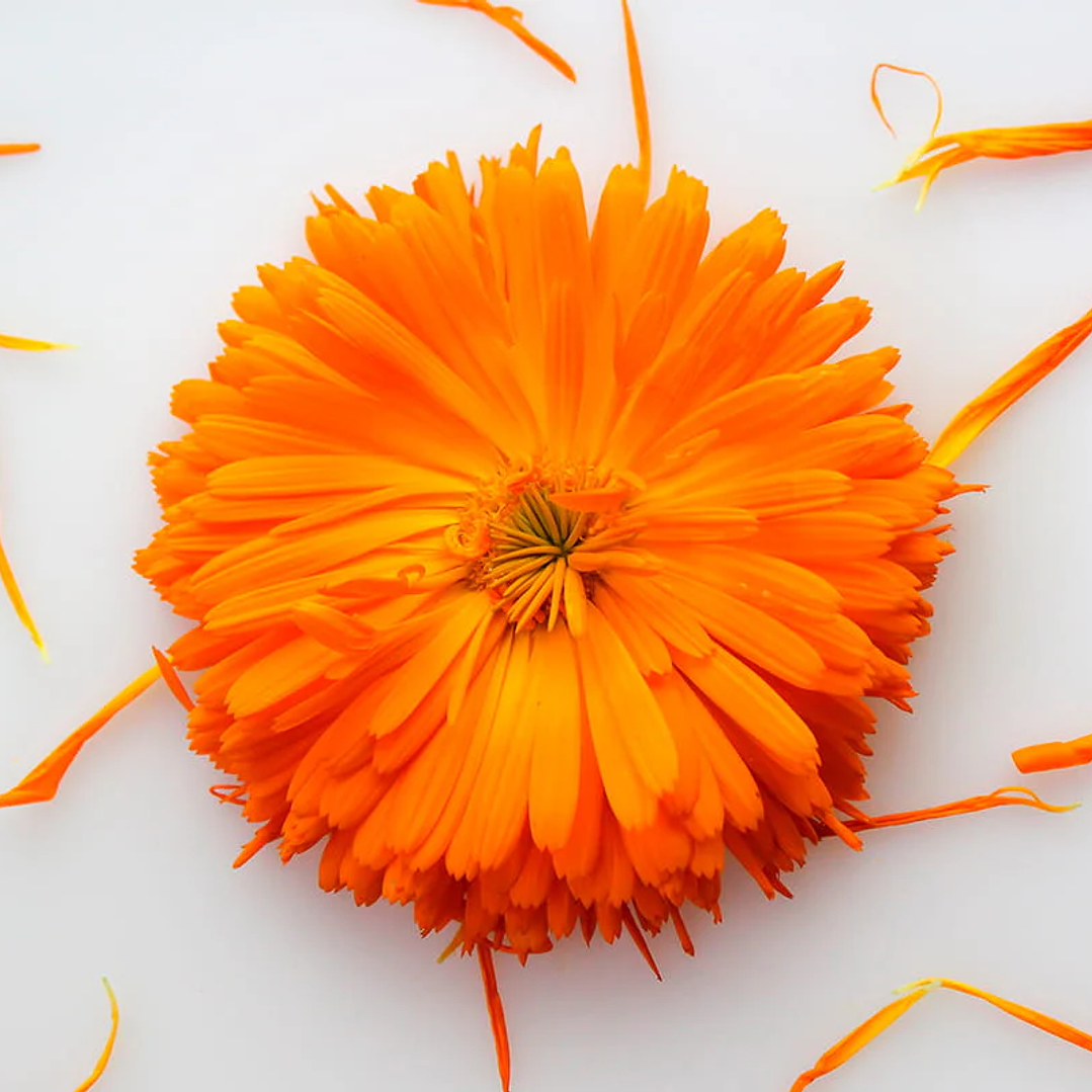 Aroma para Jabón 10 mililitros 16