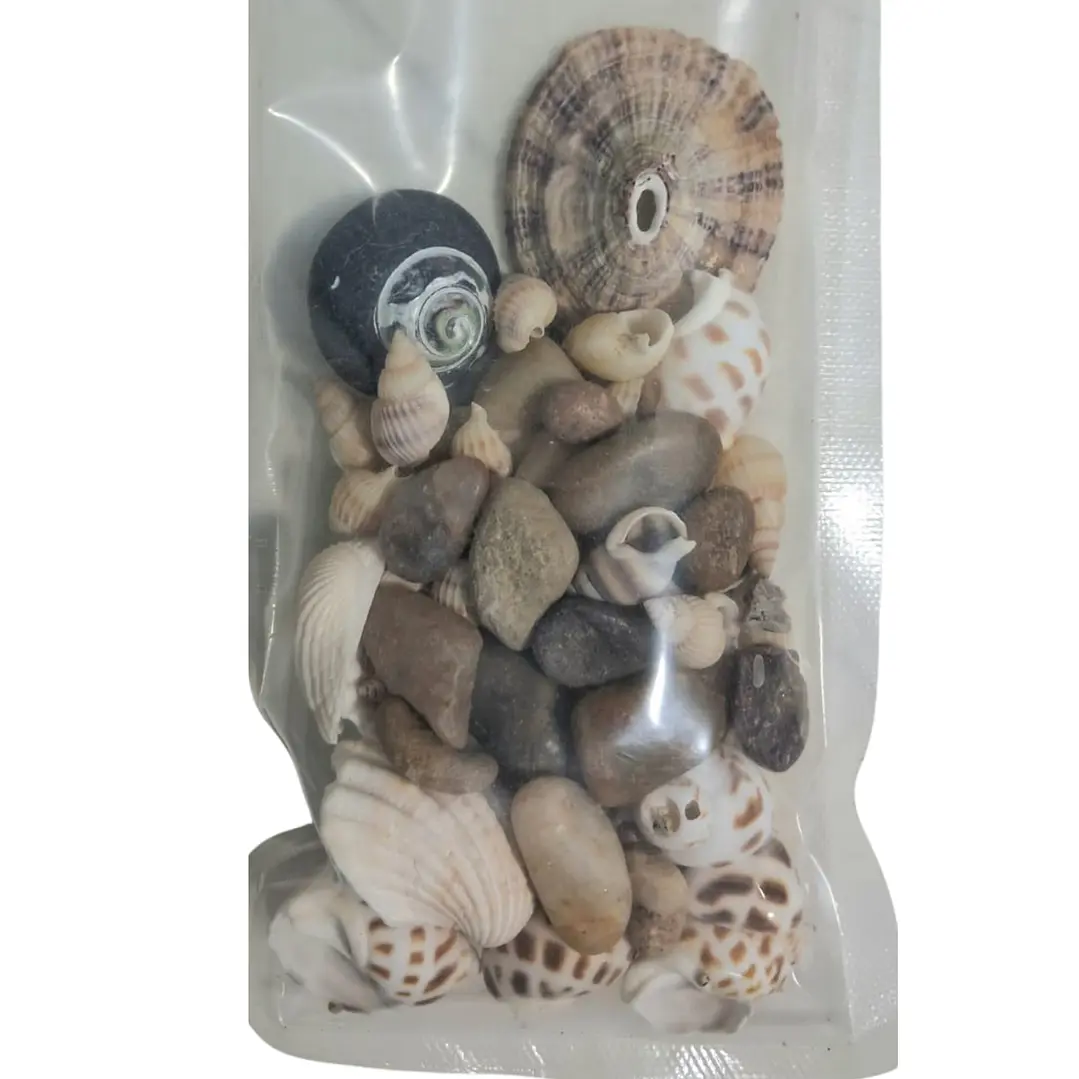 Conchitas de mar naturales 1