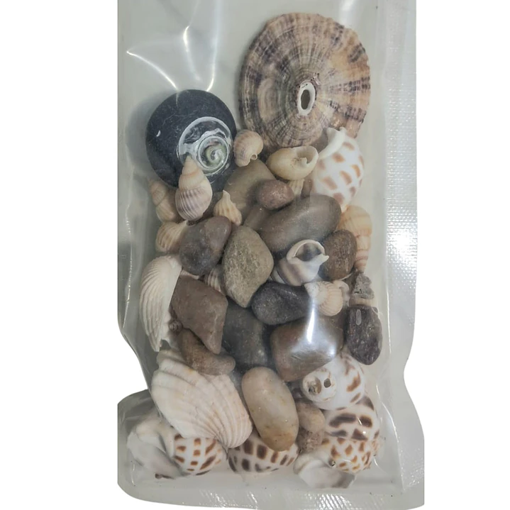 Conchitas de mar naturales 1