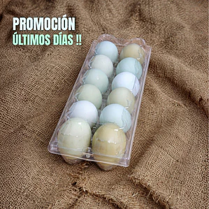 Huevos Azules (12) - Gallinas Araucanas