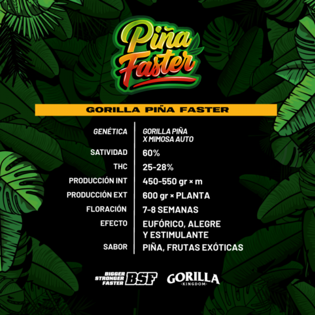GORILLA PIÑA FASTER BSF 2