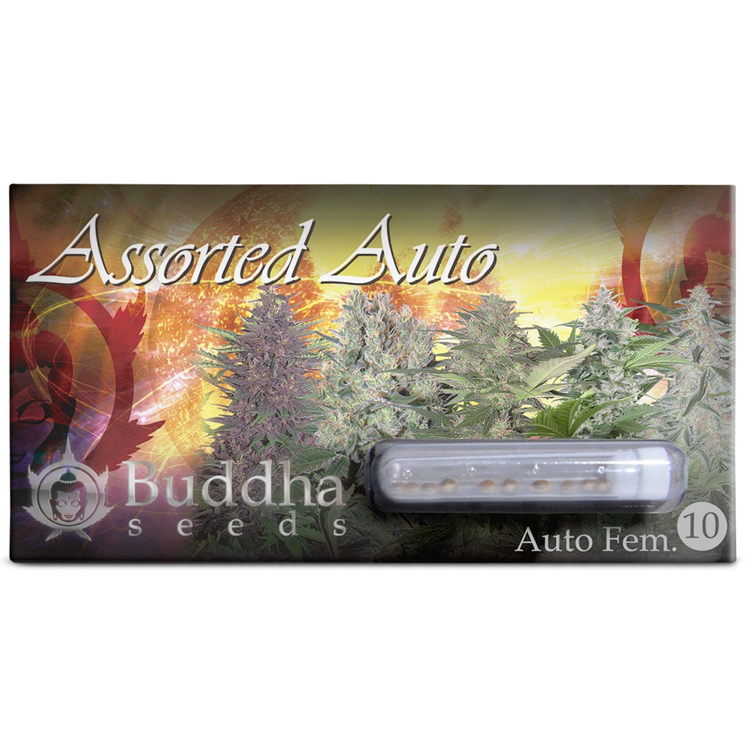 ASSORTERD AUTO MIX 10 SEMILLAS BUDDHA SEEDS 1