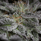 PACK MAYORISTA SAPPHIRE OG FEM 100 SEMILLAS HUMBOLDT SEEDS - Miniatura 4