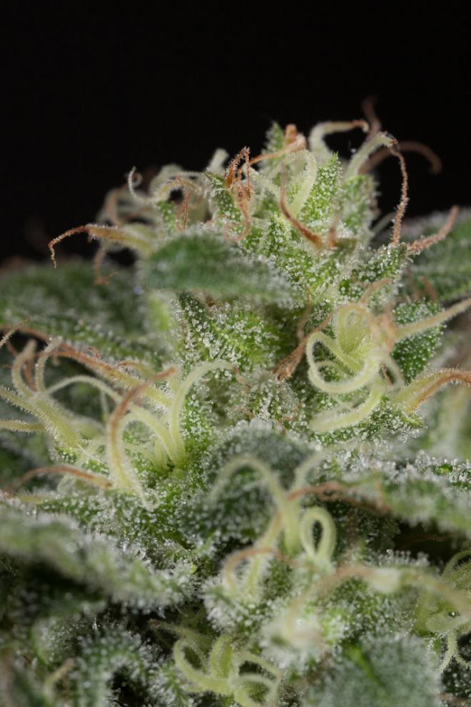 PACK MAYORISTA GEIST OG FAST VERSION 100 SEMILLAS HUMBOLDT SEEDS 4