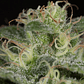 PACK MAYORISTA GEIST OG FAST VERSION 100 SEMILLAS HUMBOLDT SEEDS - Miniatura 4