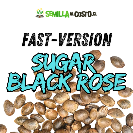 SUGAR BLACK ROSE FAST - VERSION GRANEL 1