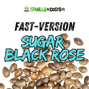 SUGAR BLACK ROSE FAST - VERSION GRANEL