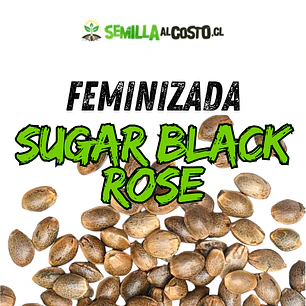 SUGAR BLACK ROSE FEMINIZADA GRANEL
