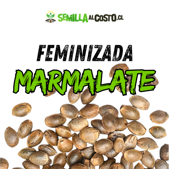 MARMALATE FEMINIZADA GRANEL 1
