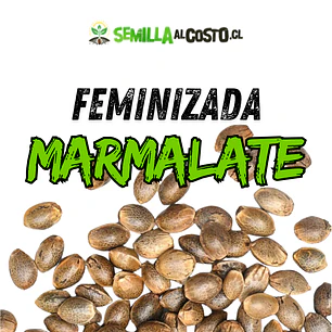 MARMALATE FEMINIZADA GRANEL
