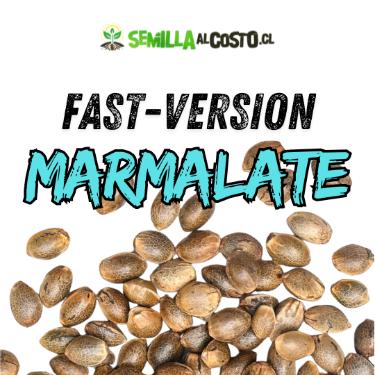 MARMALATE FAST - VERSION GRANEL 1