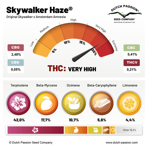 SKYWALKER HAZE FEM 3 SEMILLAS DUTCH PASSION 2