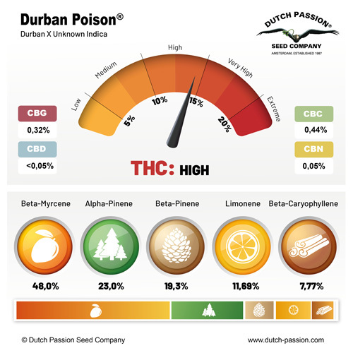 DURBAN POISON FEM 3 SEMILLAS DUTCH PASSION 2