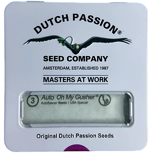 AUTO OH MY GUSHER X 3 SEMILLAS DUTCH PASSION