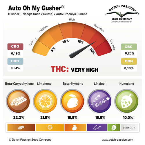 AUTO OH MY GUSHER X 3 SEMILLAS DUTCH PASSION 2