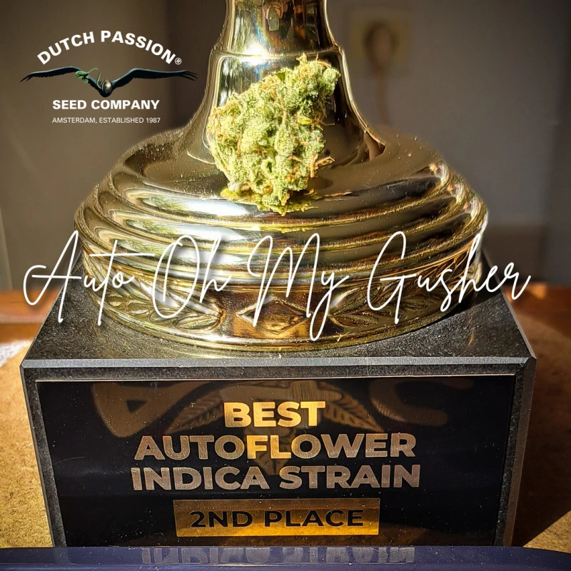AUTO OH MY GUSHER X 3 SEMILLAS DUTCH PASSION 3