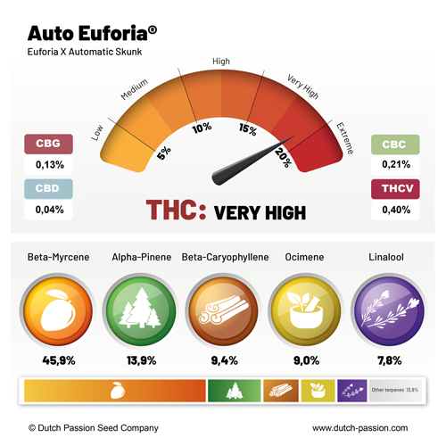 AUTO EUFORIA X 3 SEMILLAS DUTCH PASSION 2